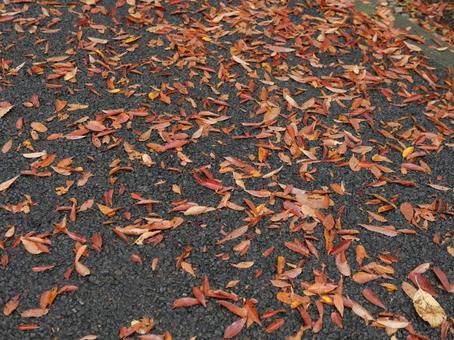 落葉 落ち葉,紅葉,秋の写真素材