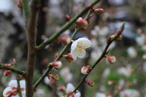 庭の梅花 その5 庭の梅花 その5の写真