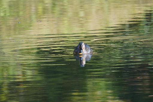 マガモ マガモ,飛ぶ,観察の写真素材