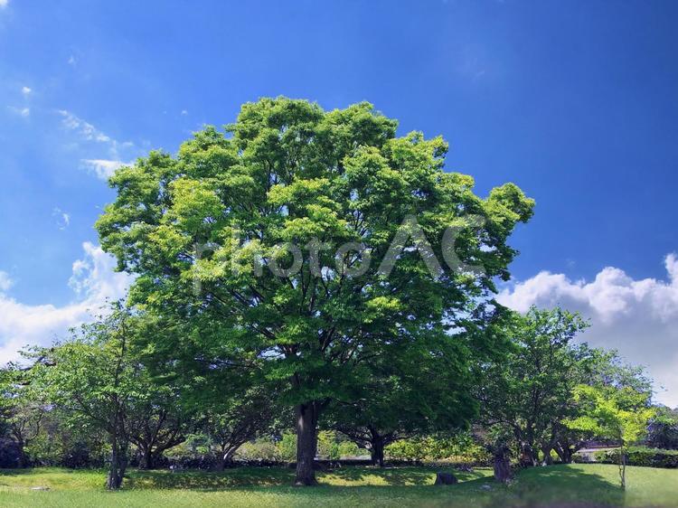 ケヤキの木の新緑と青空 ケヤキの木,木,ケヤキの写真素材