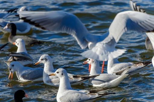 水辺で羽を休めるユリカモメとオオバン 水辺で羽を休めるユリカモメとオオバン ユリカモメ,オオバン,鳥の写真素材