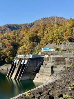 秋の福井県の九頭竜ダム　紅葉に色づく湖 秋,道路,晩秋の写真素材