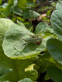 野生のオンブバッタ オンブバッタ,バッタ,昆虫の写真素材