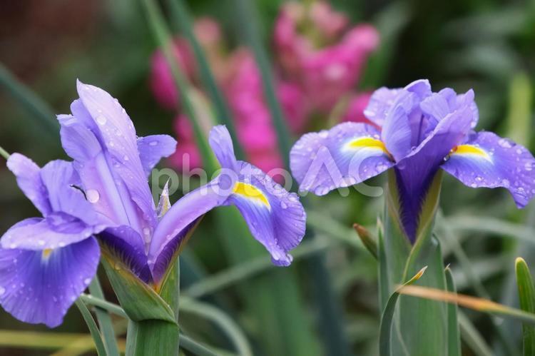 ４月下旬の庭の雨上がりのハナショウブの花 背景,ハナショウブ,花の写真素材