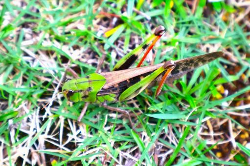 芝生の上で休む「大きなトノサマバッタ①」 トノサマバッタ,バッタ,大きいの写真素材