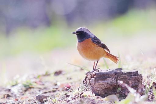 地面に降りたジョウビタキ 地面に降りたジョウビタキ 鳥,ジョウビタキ,冬の写真素材