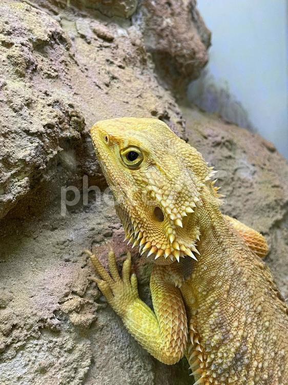 フトアゴヒゲトカゲ フトアゴヒゲトカゲ,トカゲ,爬虫類の写真素材