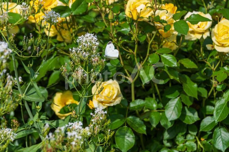 黄色薔薇とモンシロチョウの優雅なひととき 薔薇,黄色,モンシロチョウの写真素材