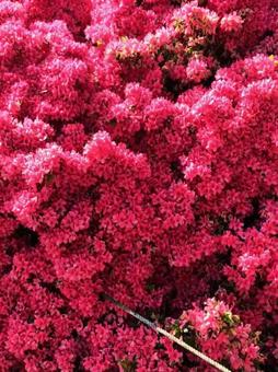 鮮やかな赤花 鮮やかな赤花の写真