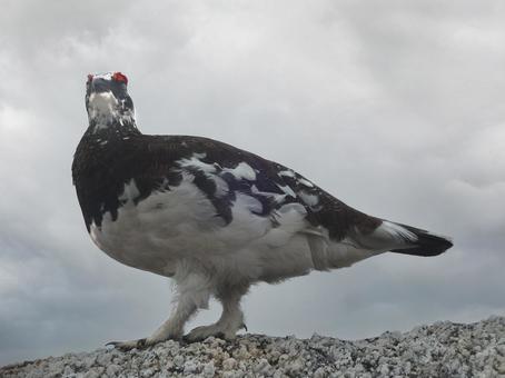 「燕岳」初春の雷鳥「北アルプス」 「燕岳」初春の雷鳥「北アルプス」の写真