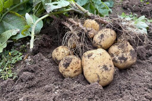 じゃがいもの収穫・掘り上げる じゃがいも,収穫,家庭菜園の写真素材