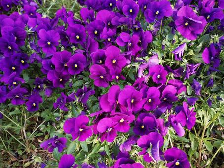 公園(花) 公園(花)の写真