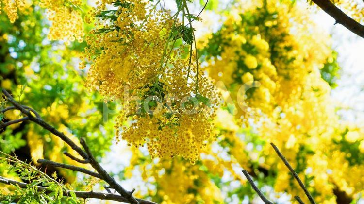 ミモザはエレガントな春の贈り物 ミモザ,ギンヨウアカシア,花の写真素材