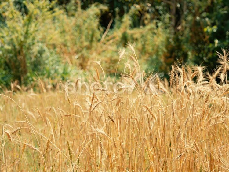 沖縄の風景 麦,穀物,植物の写真素材