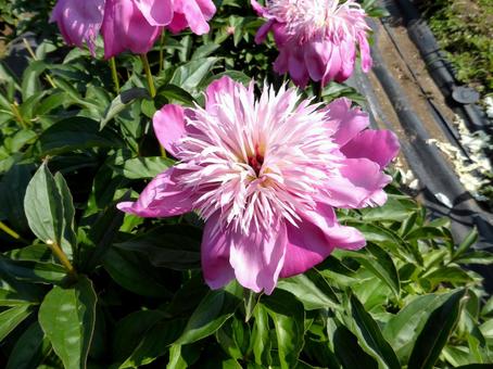 野外の花壇で開花した大輪のシャクヤク 野外の花壇で開花した大輪のシャクヤクの写真