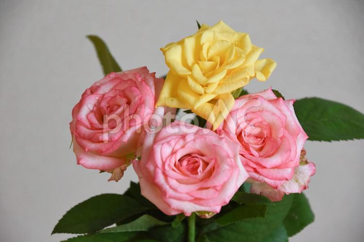 ピンクと黄色の濡れた薔薇 ばら,ピンク,薔薇の写真素材