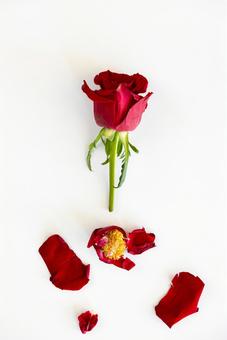 赤い薔薇と散った薔薇 花,ガーベラ,葉の写真素材