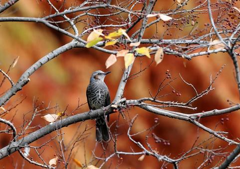 ヒヨドリ ヒヨドリ ヒヨドリ,木の実,野鳥の写真素材