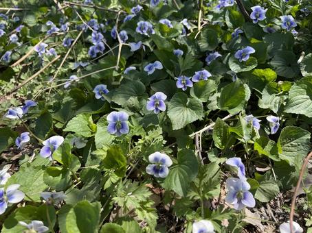 すみれ スミレ パンジー すみれ スミレ パンジー 春,フラワー,flowerの写真素材