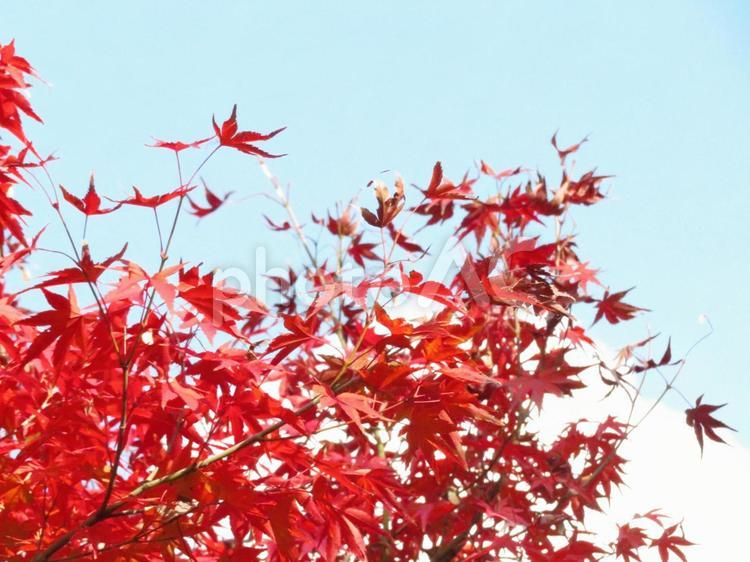 鮮やかに染まる真っ赤な紅葉 紅葉,青空,秋の写真素材