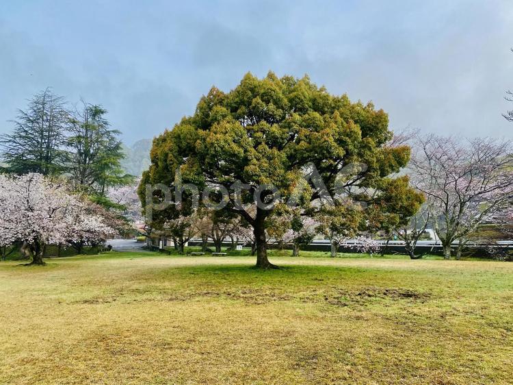 樹木 天気,桜,公園の写真素材