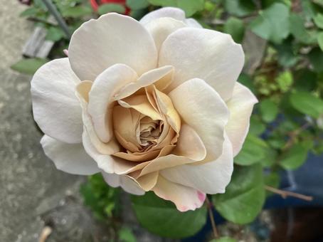 バラの花 バラの花の写真