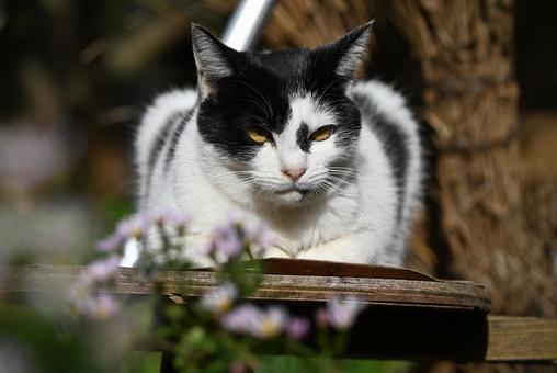 浄瑠璃寺のニャンズ　秋編 猫,動物,屋外の写真素材