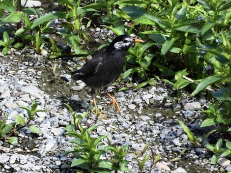 川辺を歩くムクドリの写真