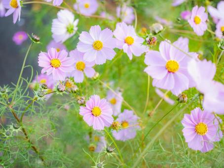 ほんわりしたコスモス コスモス,秋,背景の写真素材