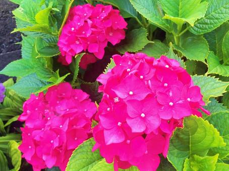 紫陽花 紫陽花の写真