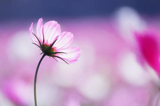 風に揺れるコスモス 風に揺れるコスモスの写真