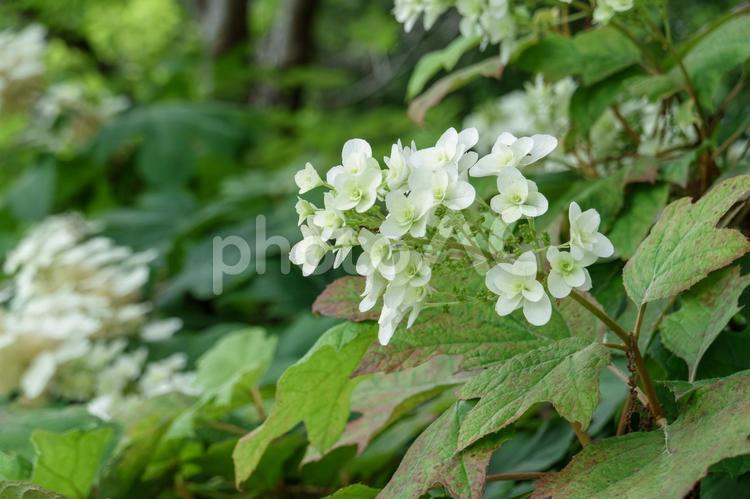 木漏れ日の柏葉紫陽花 柏葉紫陽花,アジサイ,花の写真素材