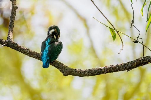 カワセミの若鳥⒁ カワセミの若鳥⒁の写真