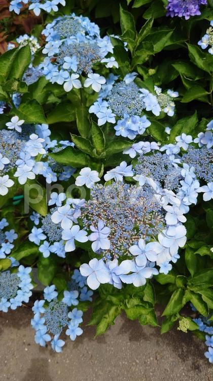 三重県志摩市大慈寺の満開の紫陽花 紫陽花,満開,梅雨の写真素材