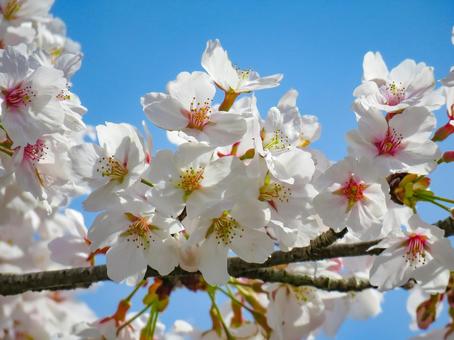 春イメージ〜満開の桜のアップ 桜,春イメージ,ソメイヨシノの写真素材