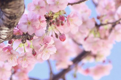 早咲き桜-261 早咲き桜-261の写真