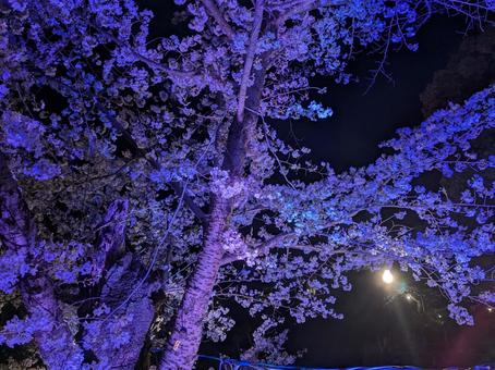 夜桜 夜桜の写真