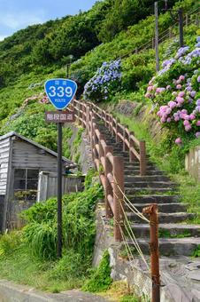 満開の紫陽花と階段国道 満開の紫陽花と階段国道の写真
