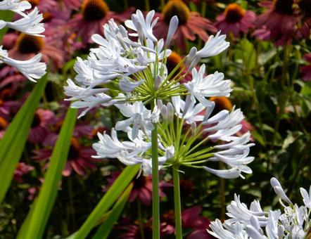 Photo, agapanthus, purple clam, blue, 