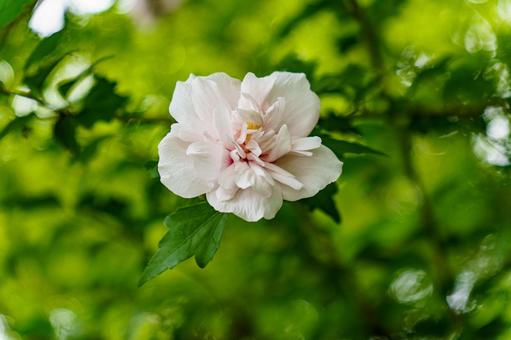 White Rose of Sharon flowers blooming in the shade, JPG White Rose of Sharon flowers blooming in the shade, JPG