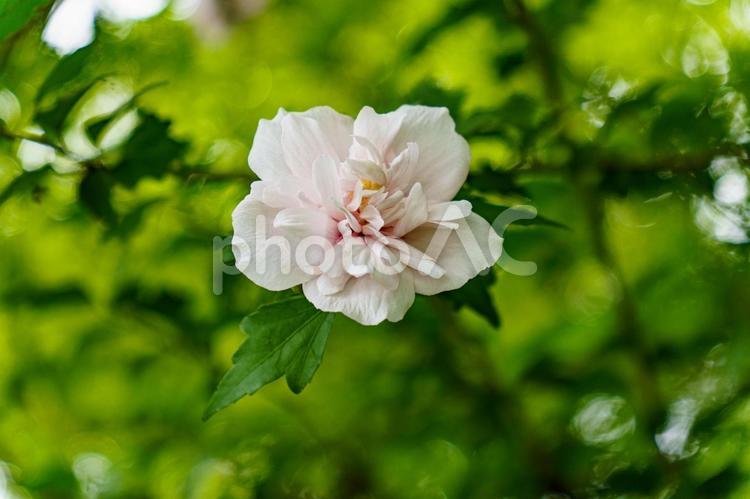 木陰で咲く白いムクゲの花 花,植物,花びらの写真素材