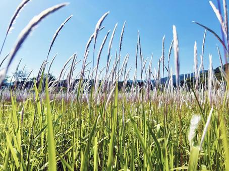 群生するチガヤの花穂と青空 群生するチガヤの花穂と青空 チガヤ,花穂,穂の写真素材