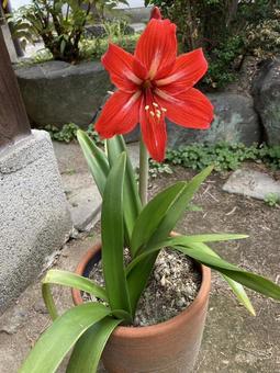 アマリリスの写真