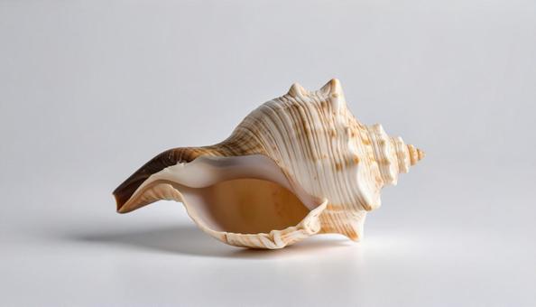 白い背景に巻貝の殻 白い背景に巻貝の殻の写真