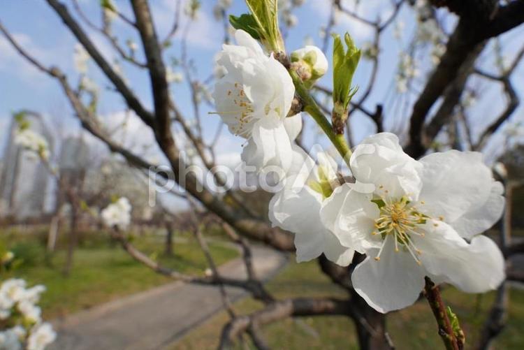 大阪城公園の梅（白梅） 梅,紅梅,大阪城の写真素材