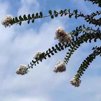 細い枝に咲くサルスベリの白い花 細い枝に咲くサルスベリの白い花の写真