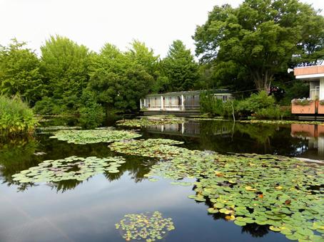 大船フラワーセンター・池より展示室を望む 池,水,水辺の写真素材