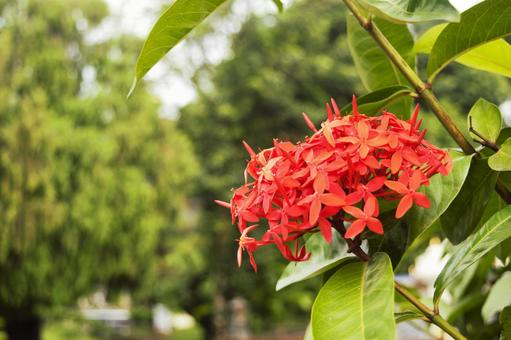 サンタンカの赤い花　ネパール サンタンカ,山丹花,トロピカルの写真素材