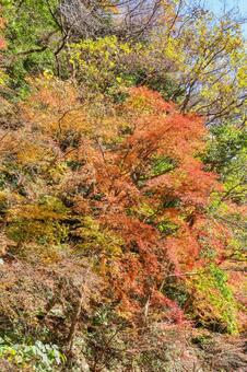 轟峡の紅葉 紅葉,もみじ,赤の写真素材