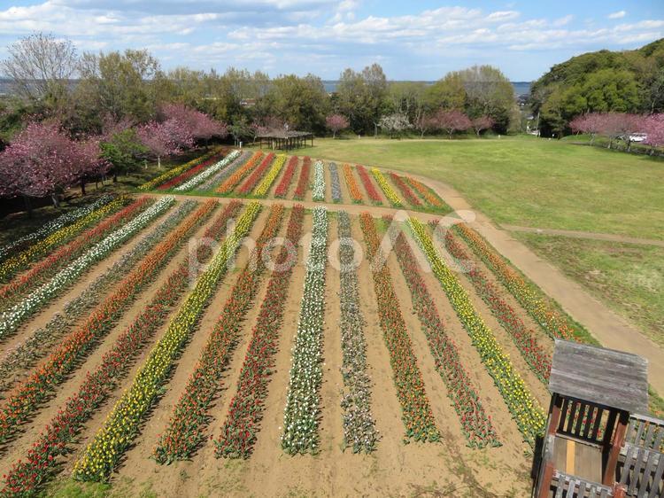 美浦村木原城址城山公園のチューリップ 木柄城址,城跡,公園の写真素材